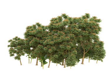 Orman beyaz arka planda izole edilmiş. 3d görüntüleme - illüstrasyon