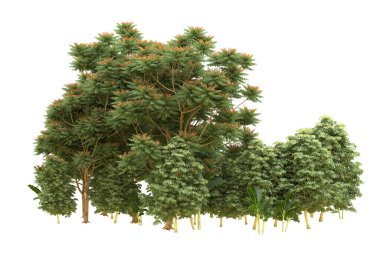 Orman beyaz arka planda izole edilmiş. 3d görüntüleme - illüstrasyon