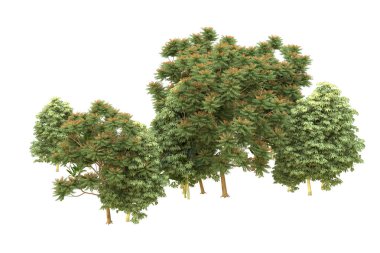 Orman beyaz arka planda izole edilmiş. 3d görüntüleme - illüstrasyon