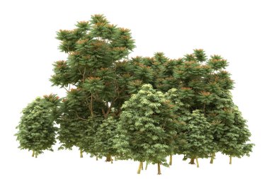 Orman beyaz arka planda izole edilmiş. 3d görüntüleme - illüstrasyon