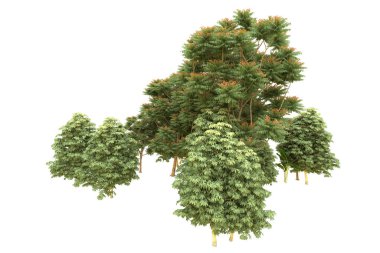 Orman beyaz arka planda izole edilmiş. 3d görüntüleme - illüstrasyon