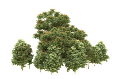 Orman beyaz arka planda izole edilmiş. 3d görüntüleme - illüstrasyon