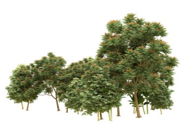 Orman beyaz arka planda izole edilmiş. 3d görüntüleme - illüstrasyon