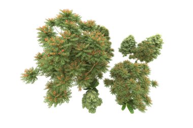 Orman beyaz arka planda izole edilmiş. 3d görüntüleme - illüstrasyon