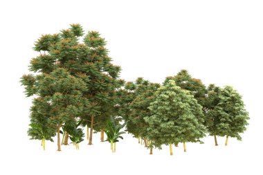Orman beyaz arka planda izole edilmiş. 3d görüntüleme - illüstrasyon