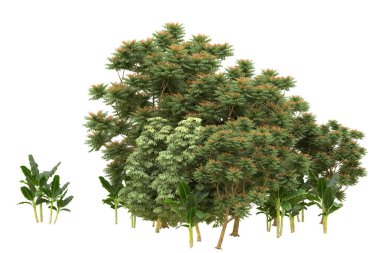 Orman beyaz arka planda izole edilmiş. 3d görüntüleme - illüstrasyon