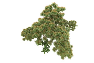 Orman beyaz arka planda izole edilmiş. 3d görüntüleme - illüstrasyon