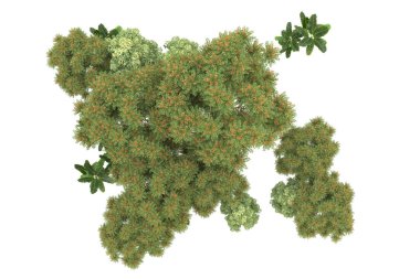 Orman beyaz arka planda izole edilmiş. 3d görüntüleme - illüstrasyon
