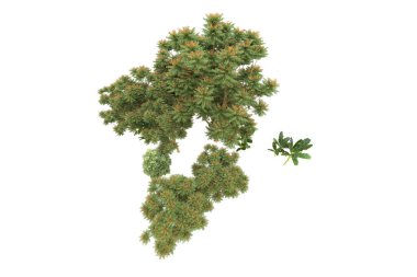 Orman beyaz arka planda izole edilmiş. 3d görüntüleme - illüstrasyon