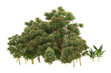 Orman beyaz arka planda izole edilmiş. 3d görüntüleme - illüstrasyon