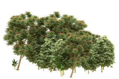 Orman arka planda izole edilmiş. 3d görüntüleme - illüstrasyon