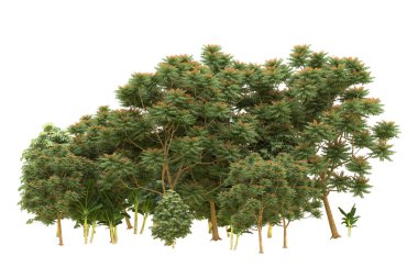 Orman arka planda izole edilmiş. 3d görüntüleme - illüstrasyon