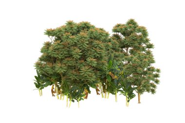 Orman arka planda izole edilmiş. 3d görüntüleme - illüstrasyon