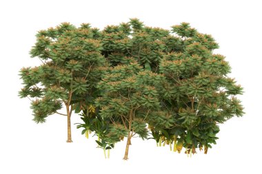 Orman arka planda izole edilmiş. 3d görüntüleme - illüstrasyon