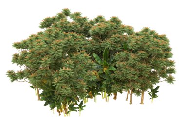 Orman arka planda izole edilmiş. 3d görüntüleme - illüstrasyon