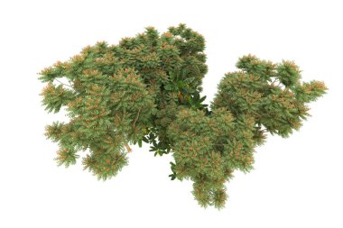 Orman arka planda izole edilmiş. 3d görüntüleme - illüstrasyon