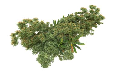 Orman arka planda izole edilmiş. 3d görüntüleme - illüstrasyon