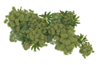 Orman arka planda izole edilmiş. 3d görüntüleme - illüstrasyon