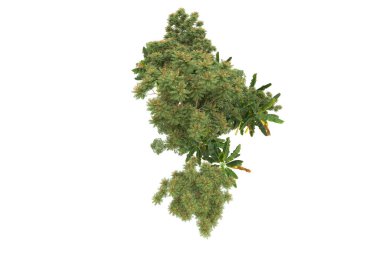 Orman arka planda izole edilmiş. 3d görüntüleme - illüstrasyon