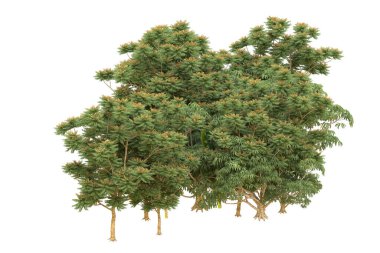 Orman arka planda izole edilmiş. 3d görüntüleme - illüstrasyon