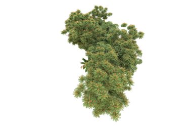 Orman arka planda izole edilmiş. 3d görüntüleme - illüstrasyon