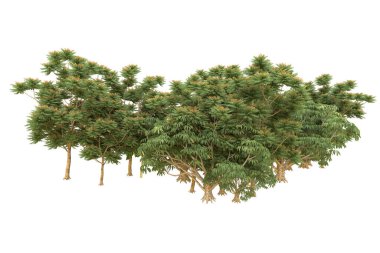 Orman arka planda izole edilmiş. 3d görüntüleme - illüstrasyon