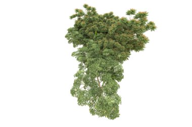 Orman arka planda izole edilmiş. 3d görüntüleme - illüstrasyon