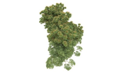 Orman arka planda izole edilmiş. 3d görüntüleme - illüstrasyon