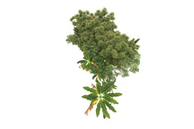 Orman arka planda izole edilmiş. 3d görüntüleme - illüstrasyon