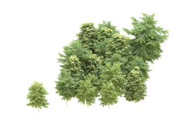 Orman arka planda izole edilmiş. 3d görüntüleme - illüstrasyon