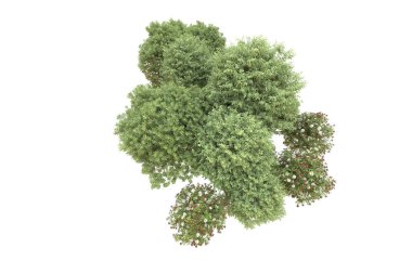 Orman beyaz arka planda izole edilmiş. 3d görüntüleme - illüstrasyon