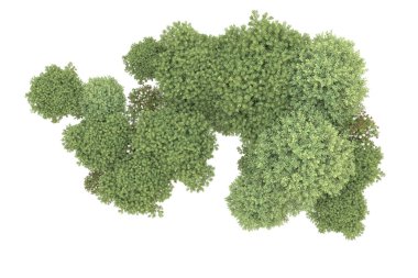 Orman beyaz arka planda izole edilmiş. 3d görüntüleme - illüstrasyon