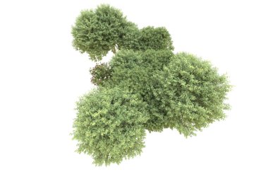 Orman beyaz arka planda izole edilmiş. 3d görüntüleme - illüstrasyon