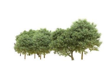 Orman beyaz arka planda izole edilmiş. 3d görüntüleme - illüstrasyon
