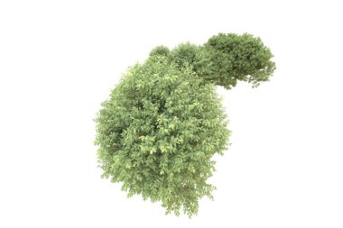 Orman beyaz arka planda izole edilmiş. 3d görüntüleme - illüstrasyon