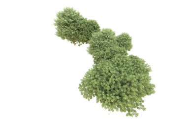 Orman beyaz arka planda izole edilmiş. 3d görüntüleme - illüstrasyon