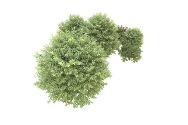 Orman beyaz arka planda izole edilmiş. 3d görüntüleme - illüstrasyon