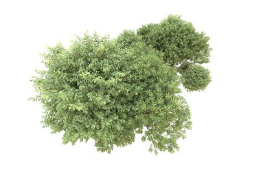 Orman beyaz arka planda izole edilmiş. 3d görüntüleme - illüstrasyon