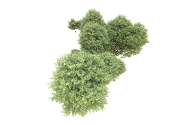 Orman beyaz arka planda izole edilmiş. 3d görüntüleme - illüstrasyon