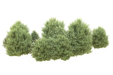 Orman beyaz arka planda izole edilmiş. 3d görüntüleme - illüstrasyon