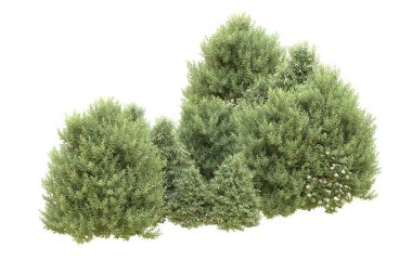 Orman beyaz arka planda izole edilmiş. 3d görüntüleme - illüstrasyon