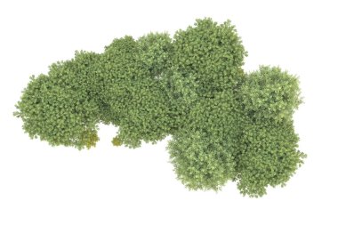 Orman beyaz arka planda izole edilmiş. 3d görüntüleme - illüstrasyon