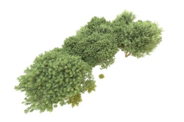 Orman beyaz arka planda izole edilmiş. 3d görüntüleme - illüstrasyon