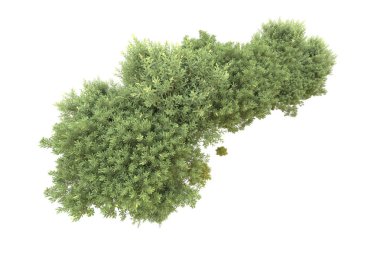 Orman beyaz arka planda izole edilmiş. 3d görüntüleme - illüstrasyon