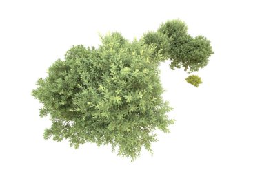 Orman beyaz arka planda izole edilmiş. 3d görüntüleme - illüstrasyon