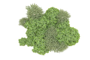 Orman arka planda izole edilmiş. 3d görüntüleme - illüstrasyon