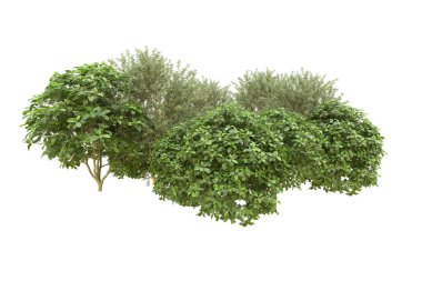 Orman arka planda izole edilmiş. 3d görüntüleme - illüstrasyon