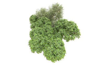 Orman arka planda izole edilmiş. 3d görüntüleme - illüstrasyon