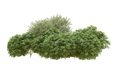 Orman arka planda izole edilmiş. 3d görüntüleme - illüstrasyon