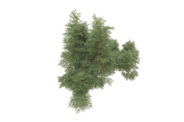 Orman beyaz arka planda izole edilmiş. 3d görüntüleme - illüstrasyon